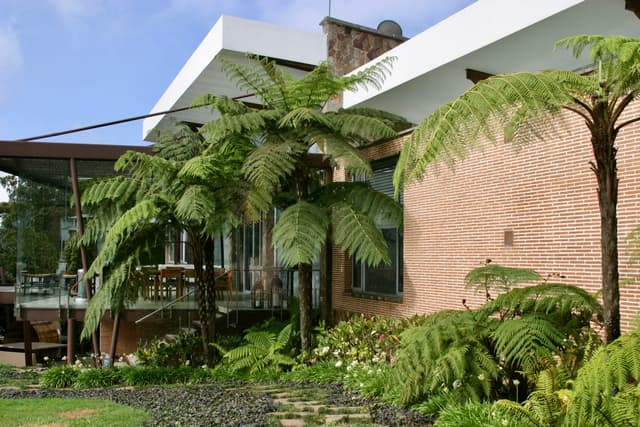 La casa entre helechos arbóreos, desde el jardín